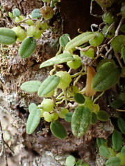 Bulbophyllum pygmaeum