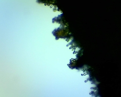 Hebeloma