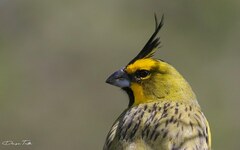 Gubernatrix cristata