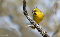 Gubernatrix cristata