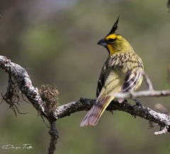 Gubernatrix cristata