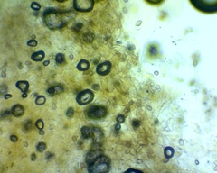Hebeloma