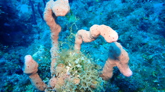 Amphimedon compressa