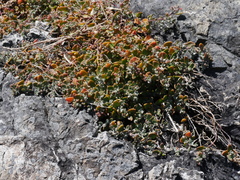 Chenopodium trigonon