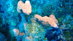 Amphimedon compressa