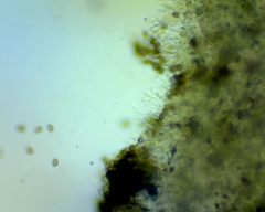Hebeloma