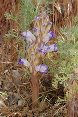 Orobanche cernua