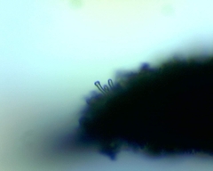 Hebeloma