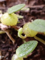 Bulbophyllum pygmaeum