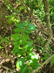 Cryptostegia madagascariensis