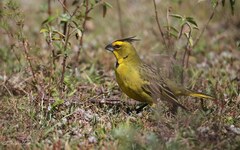 Gubernatrix cristata