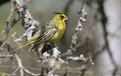 Gubernatrix cristata