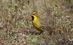 Gubernatrix cristata