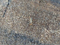 Chauliognathus scriptus