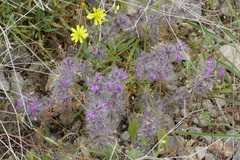 Stachys lavandulifolia