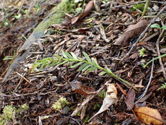 Tmesipteris sigmatifolia