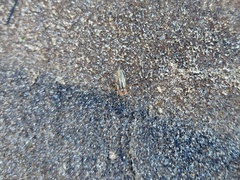 Chauliognathus scriptus