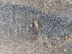 Chauliognathus scriptus