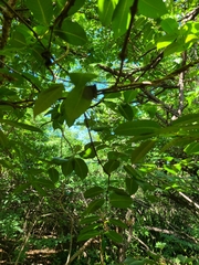 Cryptostegia madagascariensis