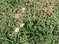 Bellis sylvestris