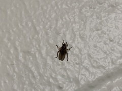 Hippoboscidae