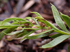 Tmesipteris sigmatifolia