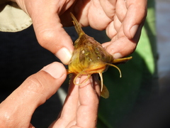 Rhinodoras dorbignyi