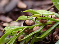 Tmesipteris sigmatifolia