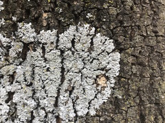 Physcia millegrana