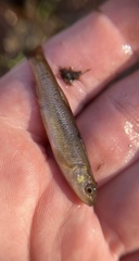 Semotilus corporalis