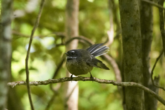 Rhipidura fuliginosa