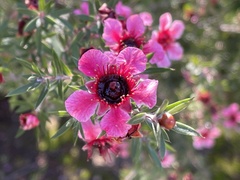 Leptospermum