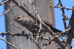 Cercotrichas coryphoeus