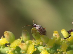 Eurystylus bellevoyei