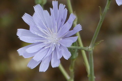 Cichorium