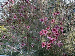 Leptospermum