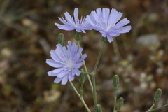 Cichorium