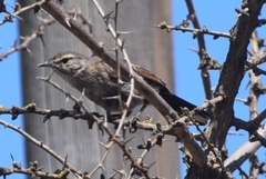 Cercotrichas coryphoeus
