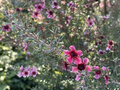 Leptospermum
