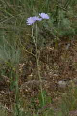 Cichorium