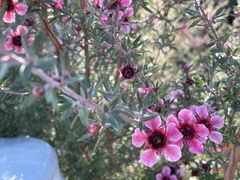 Leptospermum