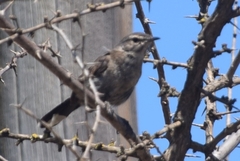 Cercotrichas coryphoeus