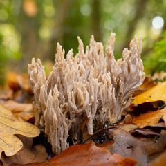 Clavulina cinerea