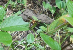 Polybia chrysothorax