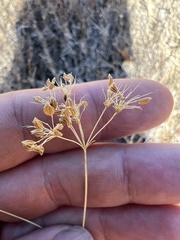 Perideridia kelloggii