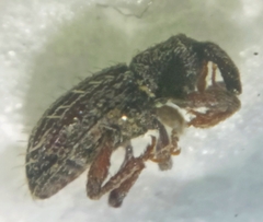 Styphlus ursus