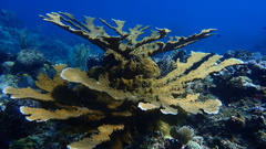Acropora palmata