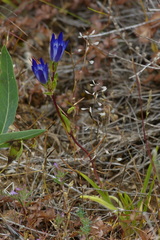 Gentiana olivieri