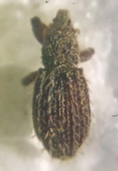 Styphlus ursus