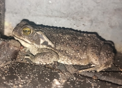Rhinella arenarum